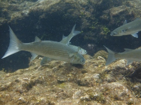 ボラの群れが岩の何かを食べている