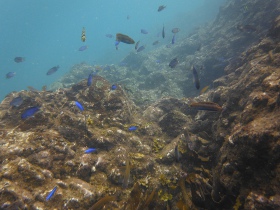 Ａポイントの岩礁と魚