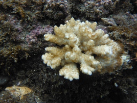 Ｂポイントの枝サンゴ