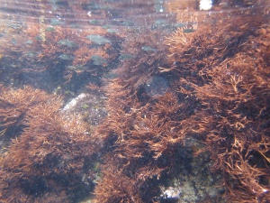 メジナ幼魚と海藻