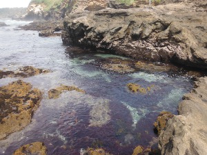 磯と海藻