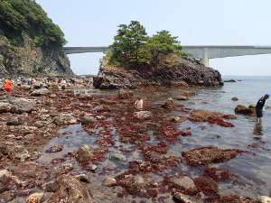 ゴロ石浜と海藻のＤエリア