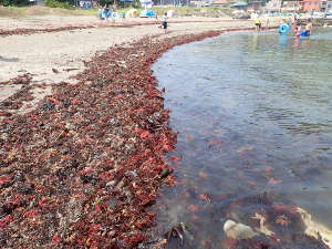 砂浜に打ち上げられた海藻
