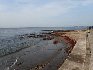 北側エリアの海岸線の海のようす