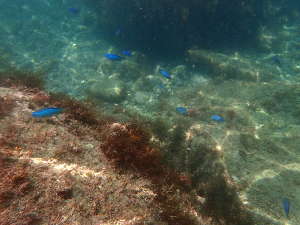 海の透明度は高い