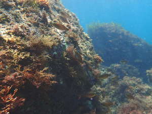 左岸ポイントの海中