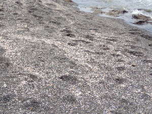 貝殻のかけらが混じる砂浜