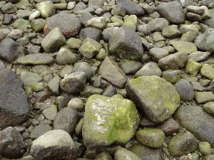 海藻コケがついた石が多く滑りやすい