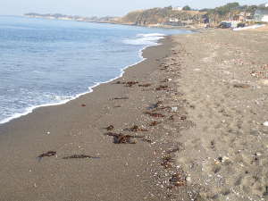 海岸には、海藻が打ち上げられる