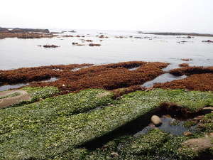 どこの岩にも海藻がびっしり