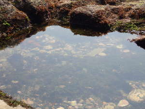 海藻に囲まれたタイドプール