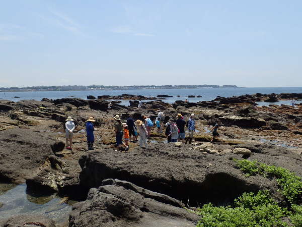 磯遊びに絶好のロケーションの天神島（天神島臨海自然教育園）（2017/05/28)中潮　晴れ