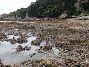 平坦な磯に、浅い広いタイドプールが出来上がる