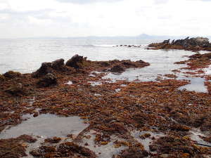 Bエリアの海側には多くの海藻が打ち上げられていた
