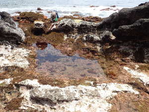 Cエリアの外海側は海藻が張り付いている