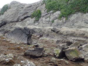 三浦半島らしい崖の地層