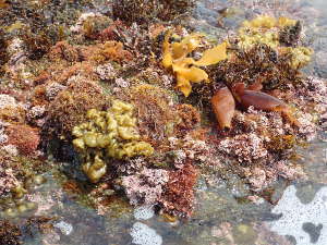 海藻の種類も豊富