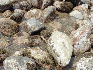 石には海藻がついている