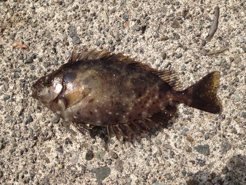 観察 海の生物