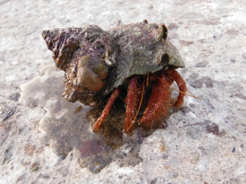 観察 海の生物