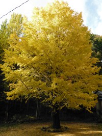 イチョウの目次画像