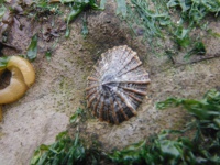 カラマツ貝の画像