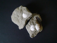 貝の化石の目次画像