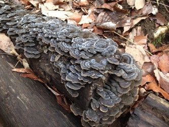 苔の花の画像