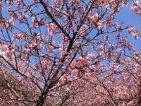 河津桜の目次画像