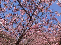 河津桜の画像