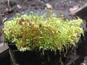 苔の花の画像