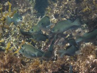 クロメジナ（幼魚)の目次画像