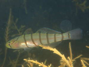 日本海のキヌバリ（幼魚）の画像02