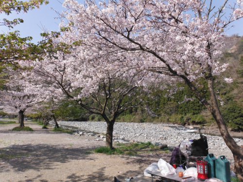 花見ファミリーデイキャンプを楽しむ 1 青野原オートキャンプ場