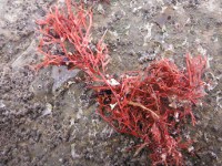海藻　紅藻類の画像