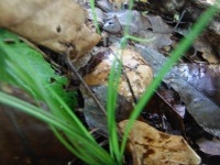 スッポンタケの幼菌の画像