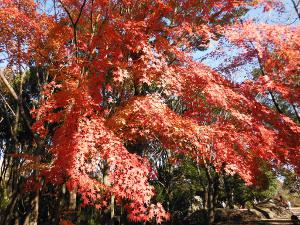 国営昭和記念公園の紅葉の画像02