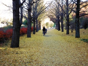 国営昭和記念公園サイクリングロードの画像08