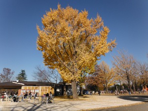 大きなイチョウの下で休憩（売店）の画像125