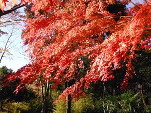 木の緑と紅葉のハーモニーの画像24