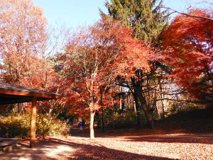 こどもの森の紅葉の画像28