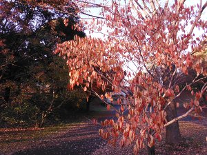 枯れた木の葉もきれいの画像30