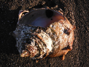 サザエの殻の画像09