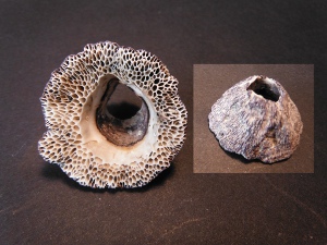 クロフジツボの殻は空洞の画像02