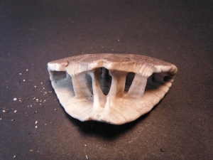 タコノマクラの殻内部の画像03