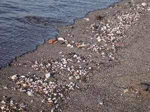 三浦半島　三戸浜海岸の画像03