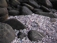 磯の岩間に溜まった貝の画像05