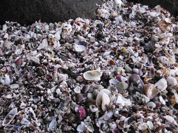 多くの貝殻が磯浜に打ち上げられるの像09