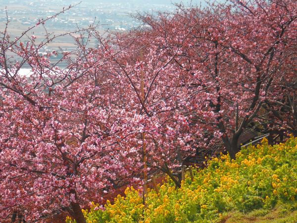 まつだ桜まつりの画像01