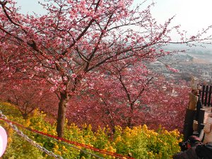 まつだ桜まつりの画像05